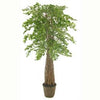 Ficus Mini-Leaf Ficus Tree with Braided Trunk